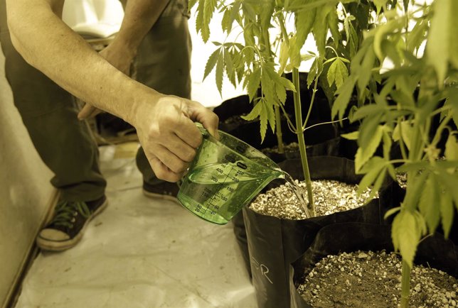 Plantación casera de marihuana en Uruguay