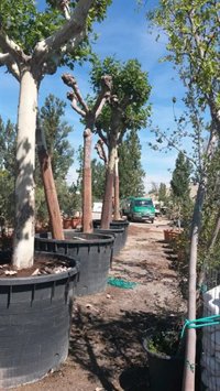 El PSOE dice que 38 de los árboles de Primero de Mayo están en una finca particular y en un vivero vinculados a Foralia