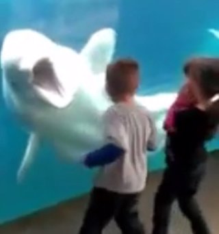 Juno, la ballena beluga que interactúa con los visitantes