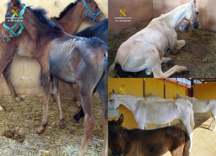 Inmovilizan 40 caballos desnutridos en una explotación equina en Mula