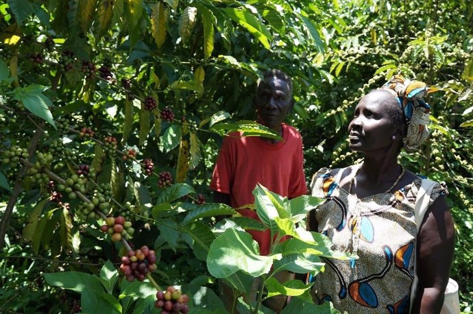 Agricultores del café en Sudán del Sur