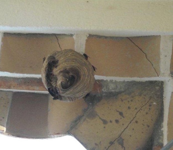 Nido de la avispa asiática eliminado en Roses