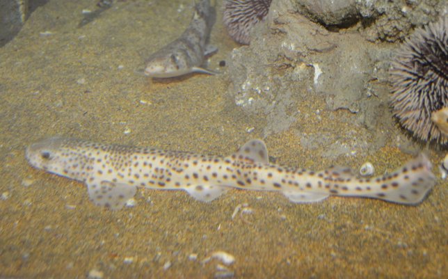 Pintarroja, uno de los peces que está ya en los tanques del Acuario