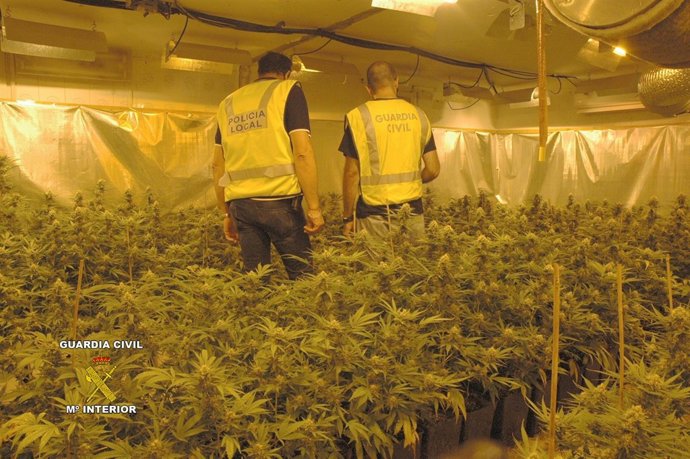 Plantación de marihuana en Llagostera