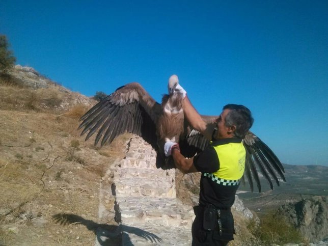 Buitre rescatado por la Policía Local de Archidona