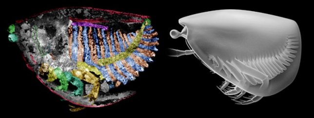 Thylacares brandonensis