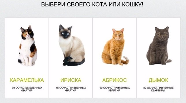 Imagen de gatos de canpaña publicitaria rusa