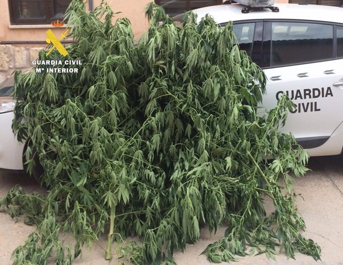 Cuatro plantas de marihuana incautadas por la Guardia Civil. 