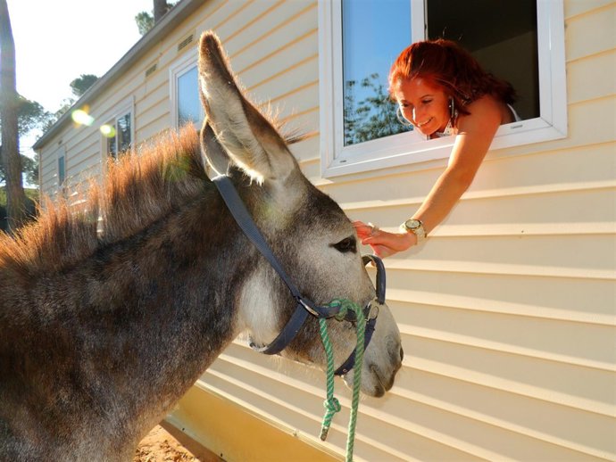 Una campista acaricia a un burro. 
