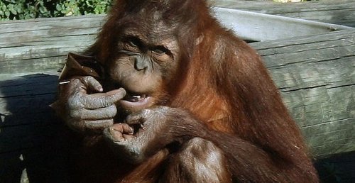 Orangután