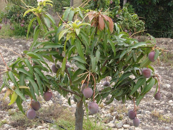 Árbol De Mango 