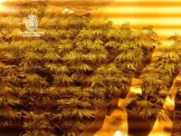Desmantelado un invernadero de marihuana con 169 plantas en una vivienda y detenida su dueña