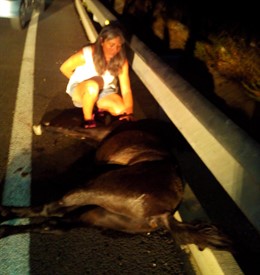 Caballo suelto provoca accidente de tráfico Málaga CYD Santa María