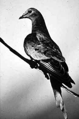 Fotografía de Martha, el último ejemplar vivo de paloma migratoria. 