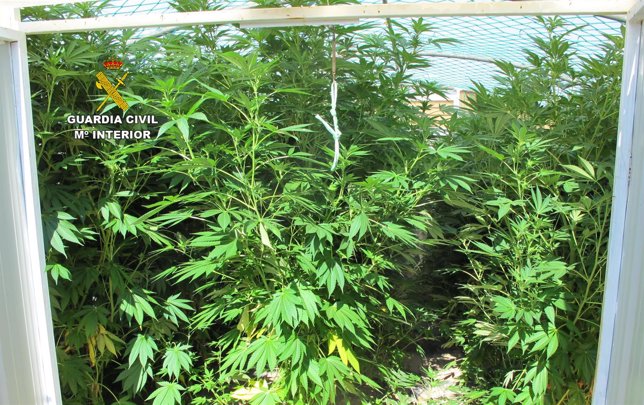 Plantas de marihuana intervenidas por la Guardia Civil en la zona de Olite.