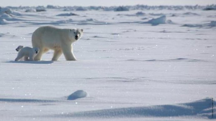 Oso polar con su cría