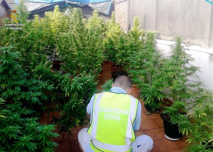 Detenido por cultivar marihauana en su casa de El Vendrell