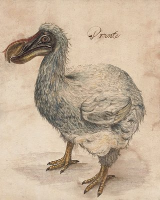 Dronte o Dodo (extinguido en el siglo XVII).