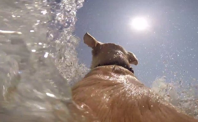 Walter, el perro que adora los chapuzones en el mar