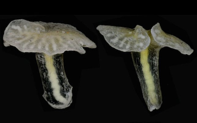 Organismos desconocidos en forma de hongo