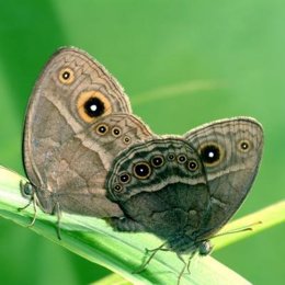 Mariposas