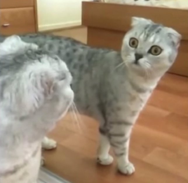 Un gato se queda en shock al verse al espejo