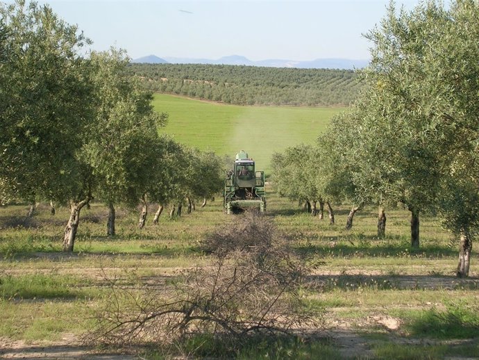Labores En El Olivar
