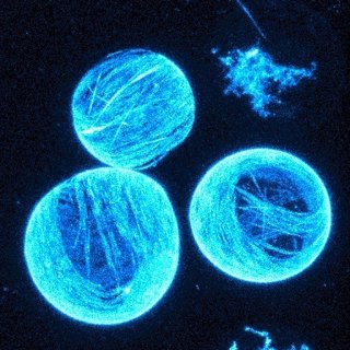 Membrana celular artificial