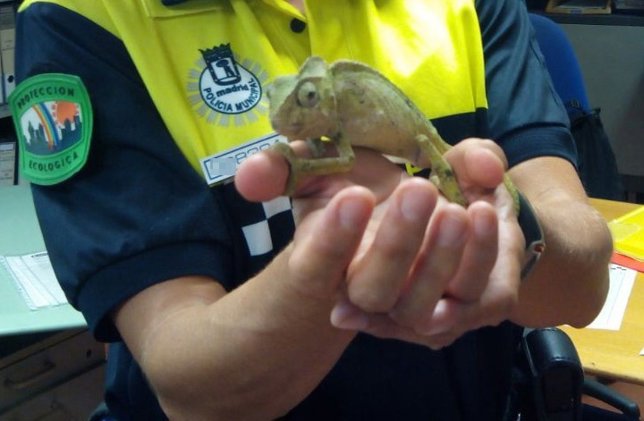El camaleón recuperado por la Policía Municipal