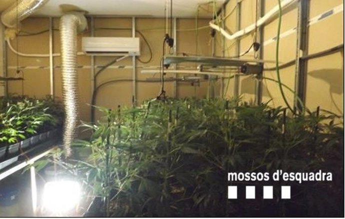 Plantas del detenido