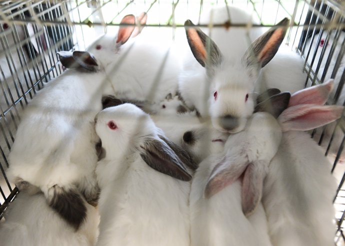 Conejos se apiñan en la granja Xavier Seuba (Barcelona)