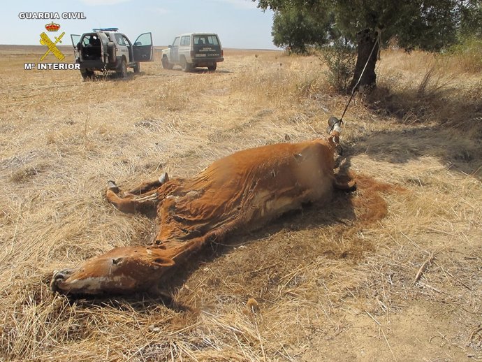Un caballo muere abandonado en San Juan del Puerto (Huelva).