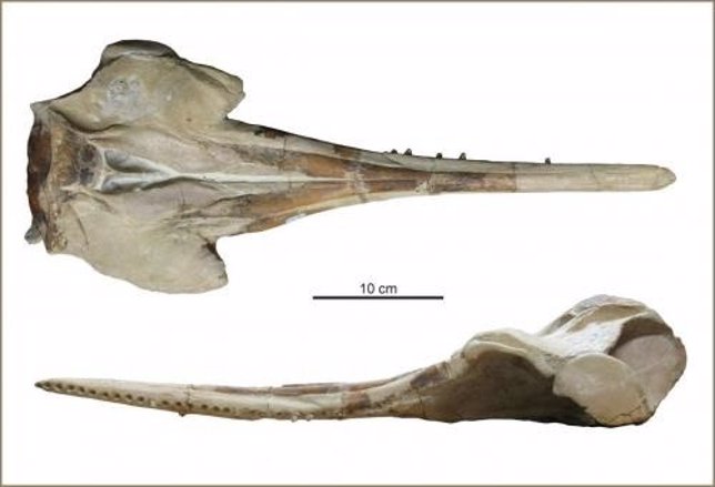 Mandíbula del nuevo delfín