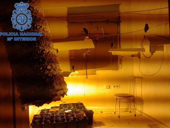 Plantación de marihuana en una vivienda