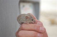 Ratones y hombres comparten un gen de la diabetes