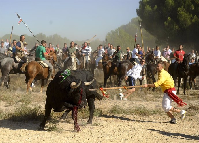 Joven clavando una lanza al toro, en la festividad de Tordesillas              