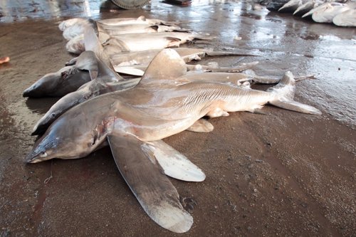 Ejemplares de tiburón oceánico vendidos en un mercado de Sri Lanka.