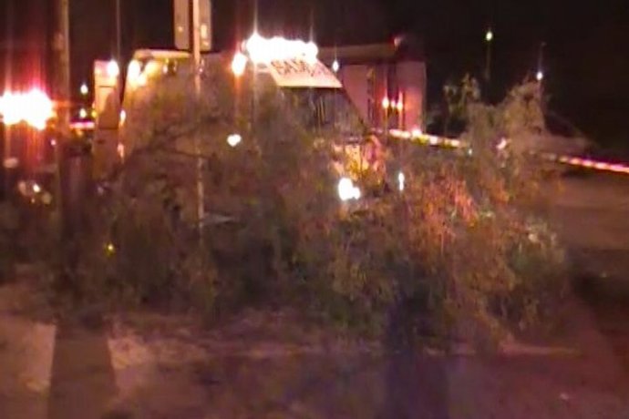 Muere un hombre al caerle una rama de árbol 
