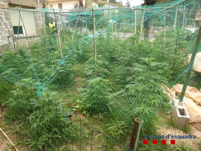 Plantación de marihuana decomisada por los Mossos