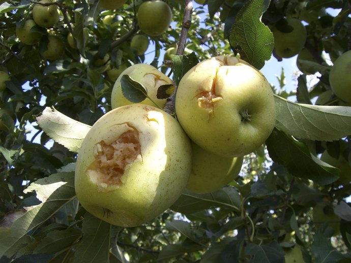 Fruta afectada por las granizadas