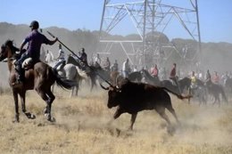 Toro de la Vega 2013