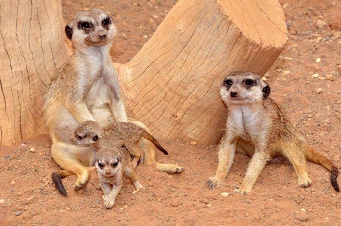 Madre suricata con sus crías en el Palmito Parks