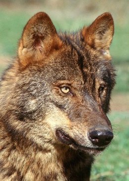 Ejemplar de lobo ibérico (Canis Lupus Signatus). 
