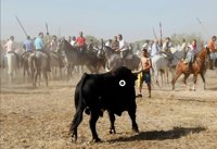 El Toro de la Vega de Tordesillas, ¿qué es y cuál es su historia?