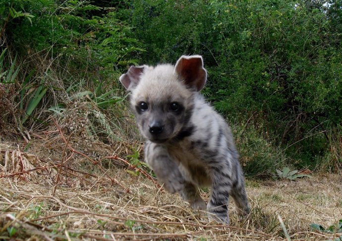 Imagen de la cría de hiena