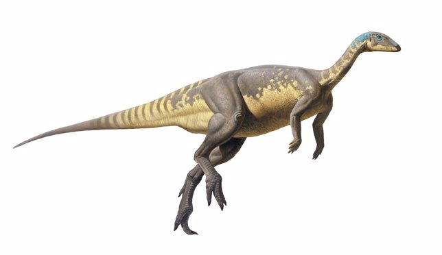 Reconstrucción de Eousdryosaurus