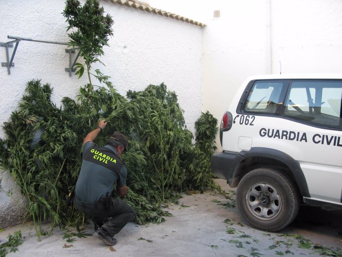 Marihuana incautada en Alcalá la Real (Jaén)