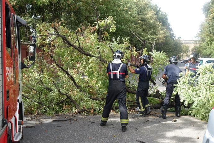 Caída de un árbol en la calle Palos de Sevilla