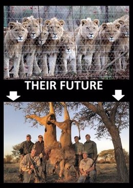 Criadores de leones para la caza