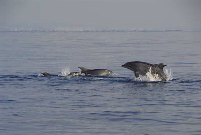 Delfines junto a las granjas de acuicultura de San Pedro del Pinatar 